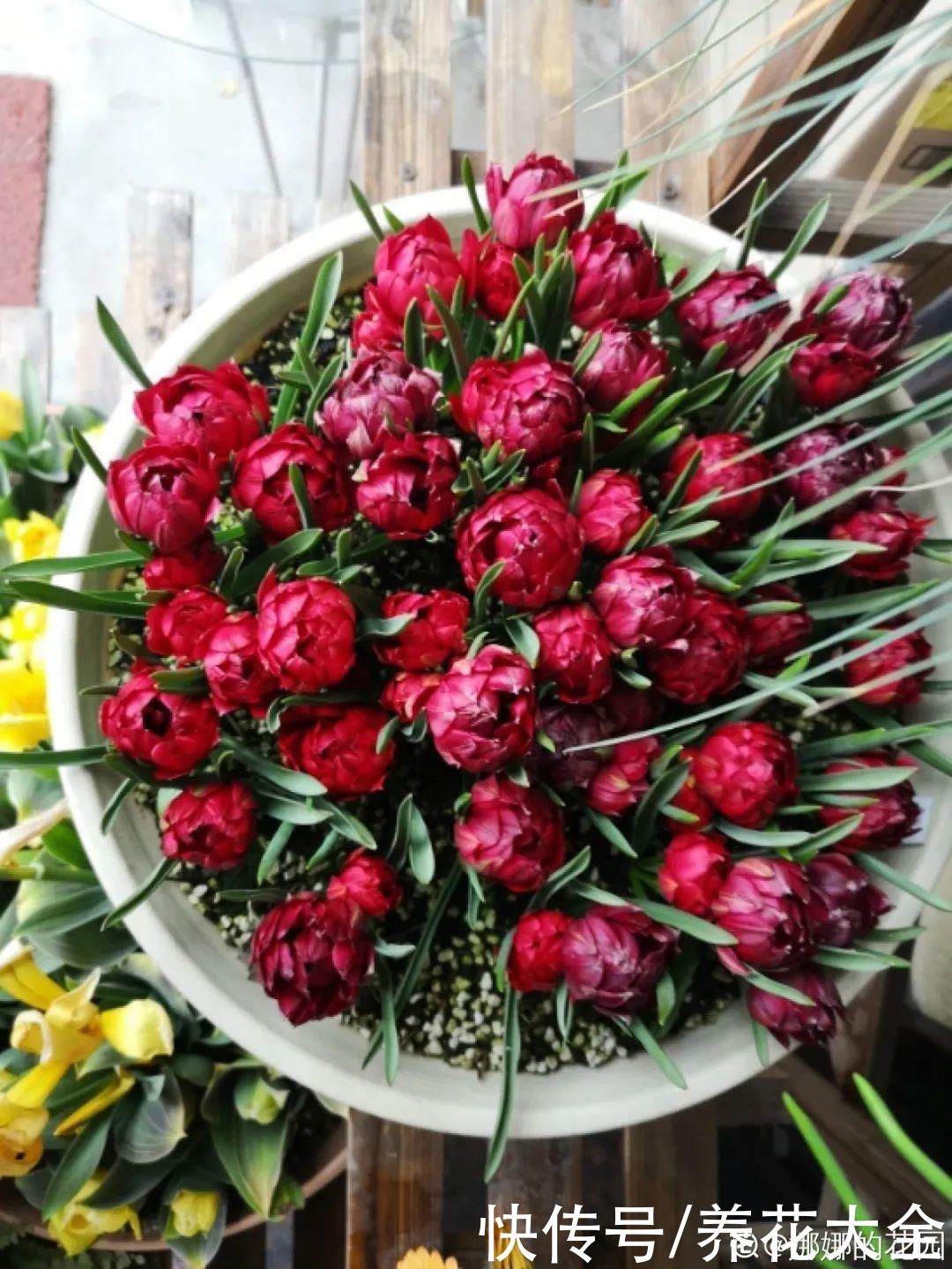 上万块的蟹爪兰，开花像烟花，养过的人不多