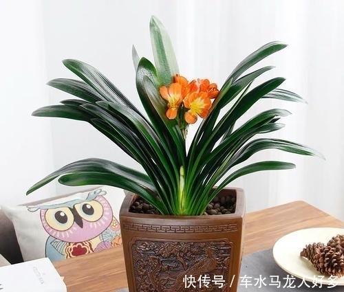 君子兰出现了几个症状,就是在向你呼救,赶快行动起来