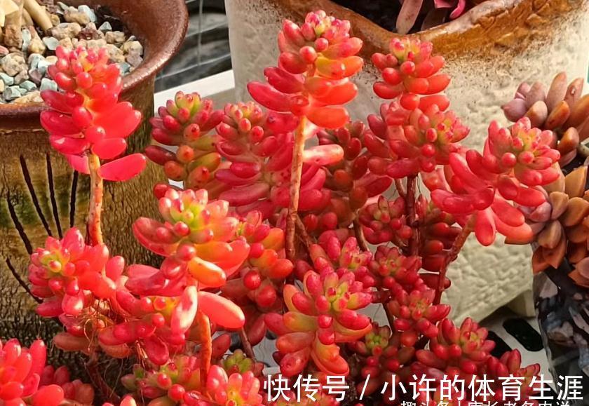 养多肉虹之玉和乙女心,做到4点并注意2点,冬天上色既水灵又好看