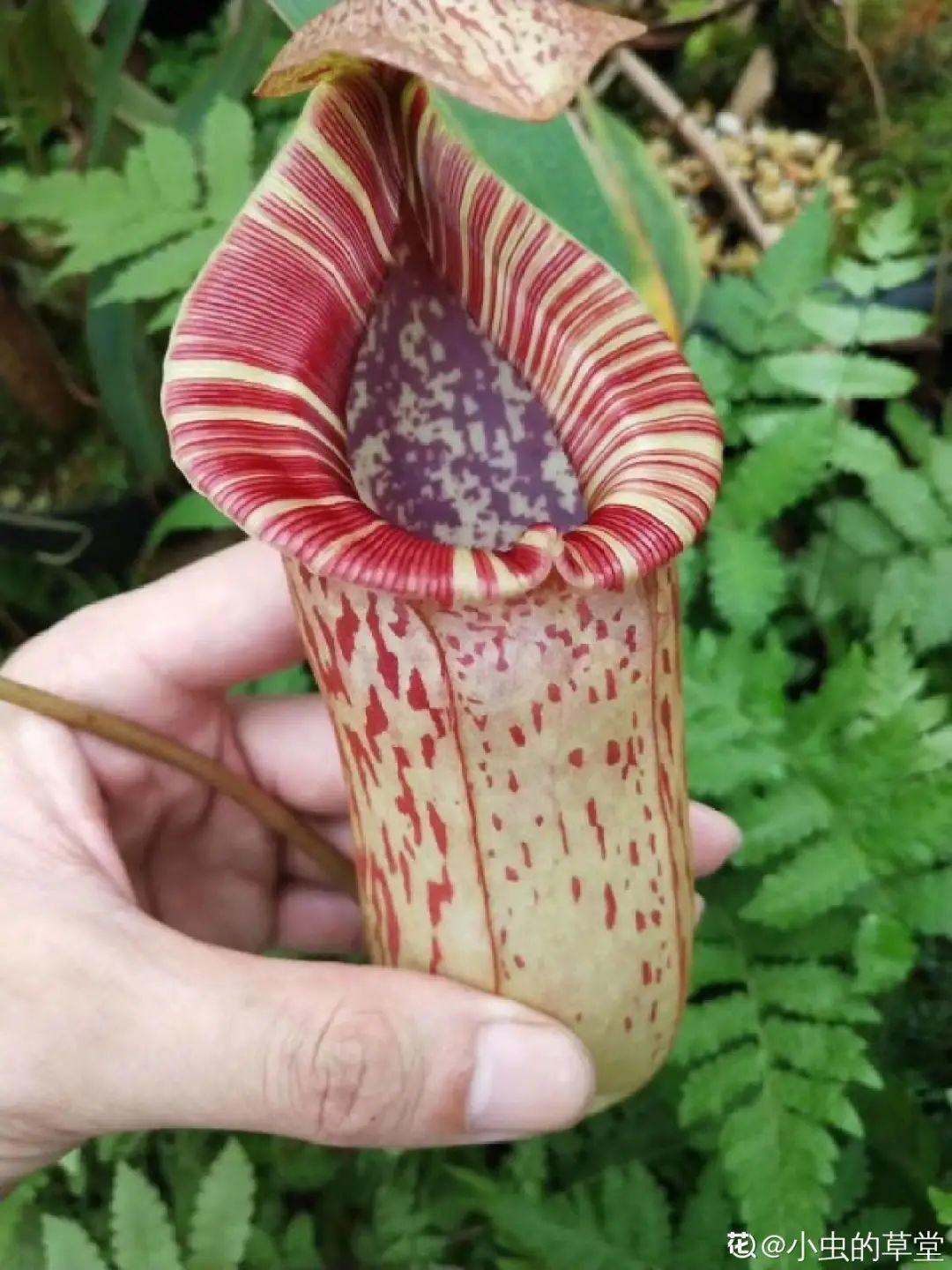 叶子|家里养棵“丑八怪”,霸气镇宅,越养越爱