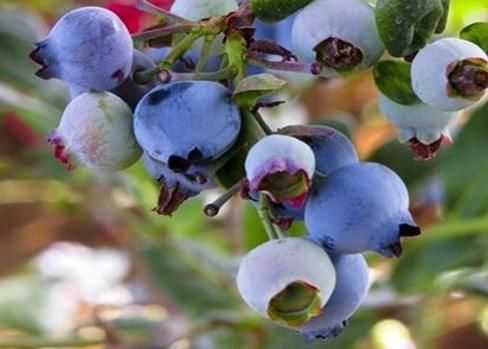 蓝莓|会吃的女性最健康，秋季离不开三种食物，营养滋补女性爱吃