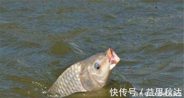 这东西常人难以接受,却是很不错的钓鱼饵料,钓鲫鱼鲤鱼效果绝佳