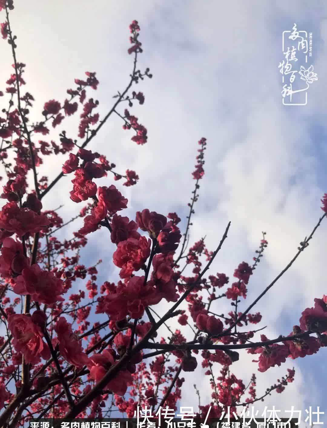 多肉，似星辰大海般的璀璨！