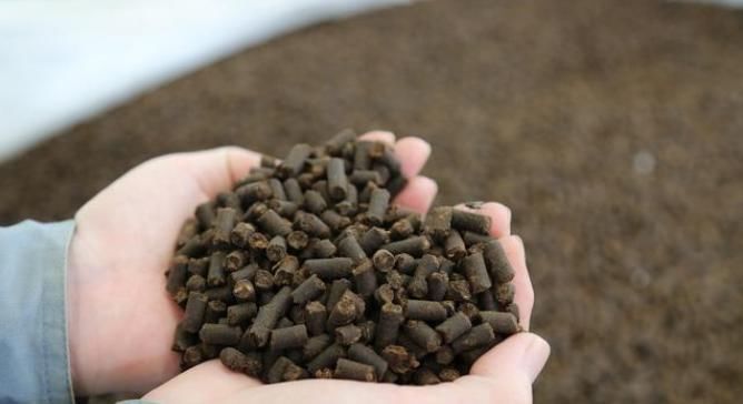 盆景|4个方法,让盆栽银杏变成矮、胖、矬,好看又值钱