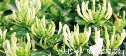 神农本草经|这5种花卉除了能观赏，最重要的能减肥，这才是真正的女人花