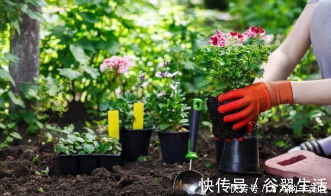 黄豆|自制一种营养液，比淘米水强10倍，每次浇花用一点，叶子油亮乌黑