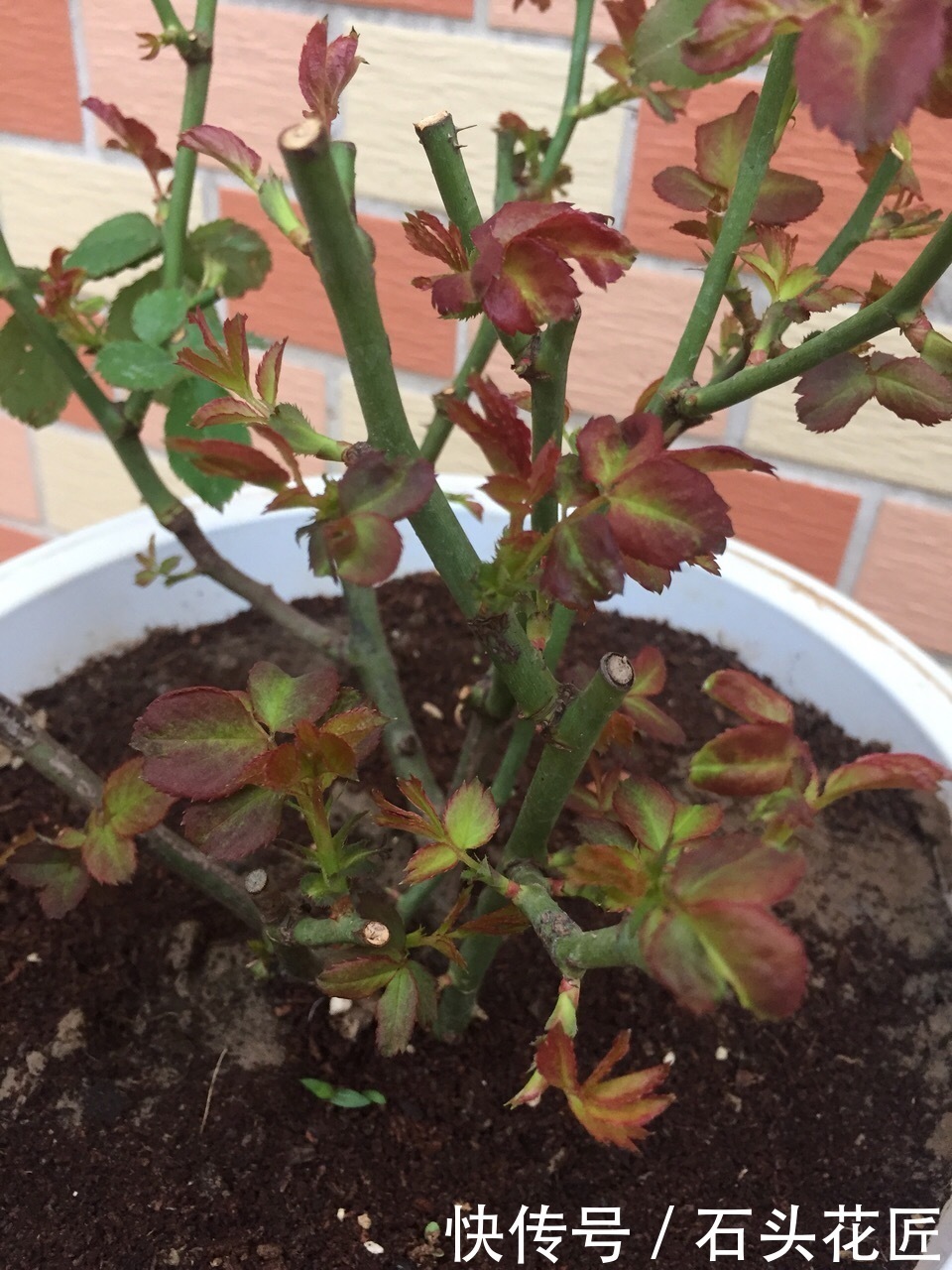 关键点|冬天买“便宜”裸根月季,经济又划算,栽种掌握“3个关键点”