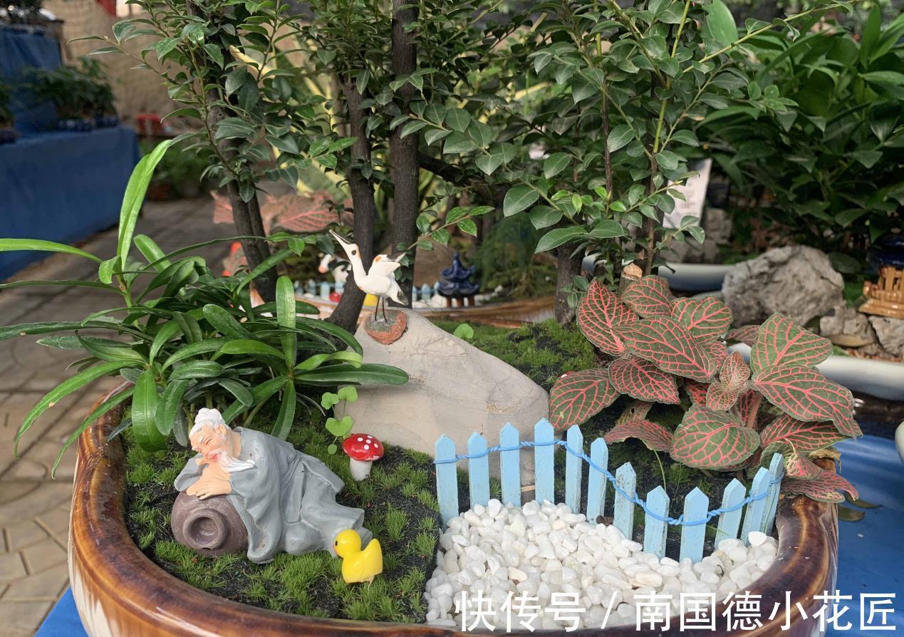 植物|自制花盆、水和肥养花，养啥旺啥，效果好成本低