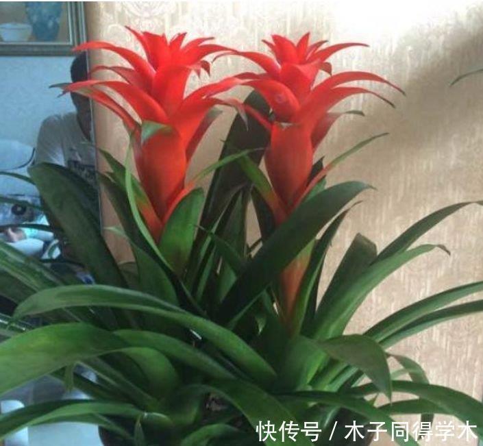 观赏价值|几款艳丽的花卉,漂亮又好闻,养几盆家里变花海!