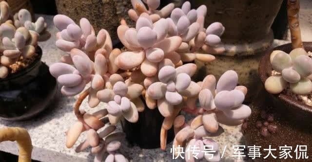 桃蛋|多肉“萌物”桃蛋并不难养，价格亲民，打理和繁殖都容易