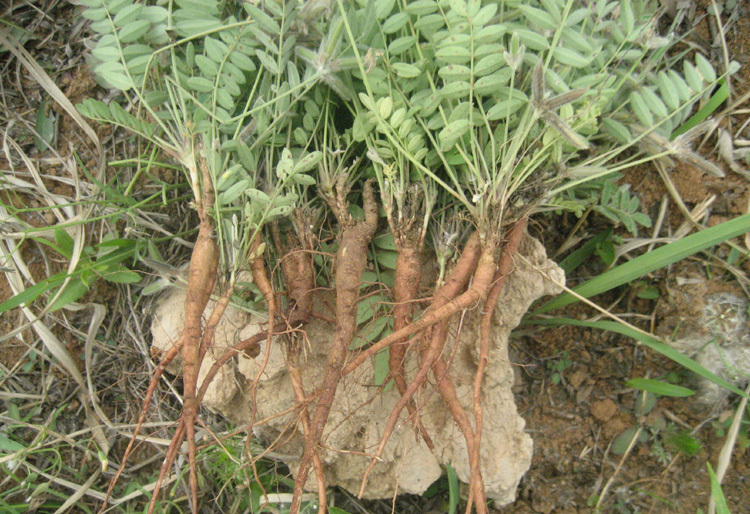 野草|农村一种野草,被称为“米口袋”,价值珍贵,若是遇见,请珍惜