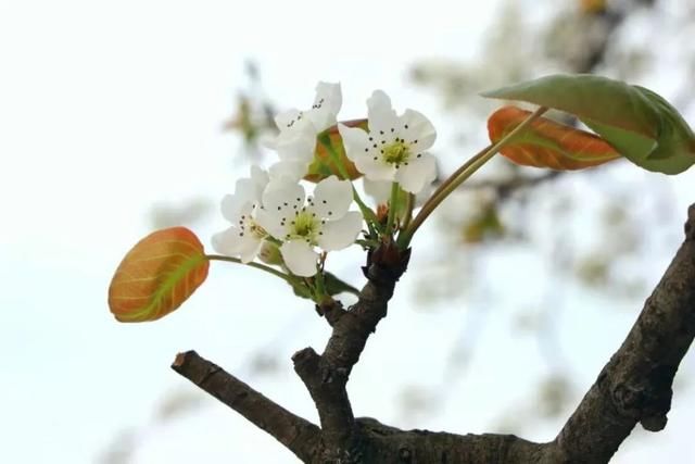 花花喊你来赏春啦！你能认识几朵花？挑战一下~