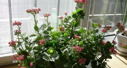 6park Com 此花繁殖能力强 随便一片枝叶沾土就生根 一年开花0多天