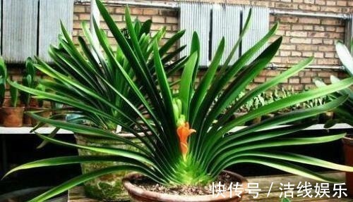 君子兰养护靠老花农5句话，叶子油亮轻松开花爆盆，没那么难养