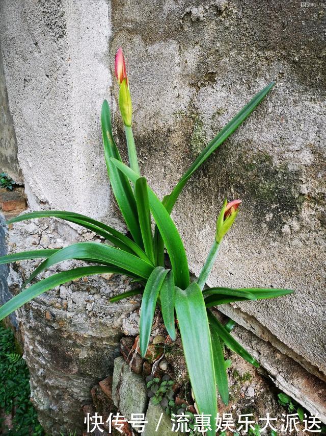 真正的花坚强，墙缝、地缝都能长，开花特别旺！