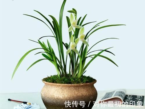 兰花|最爱开花的兰花，花色纯洁，香味浓郁，四季不落花，文人雅士最爱