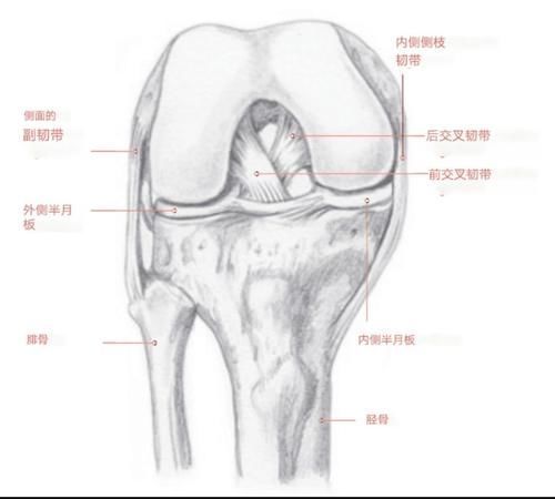 瑜伽|膝盖寿命有限,一定要学会在瑜伽及日常生活中保护膝盖
