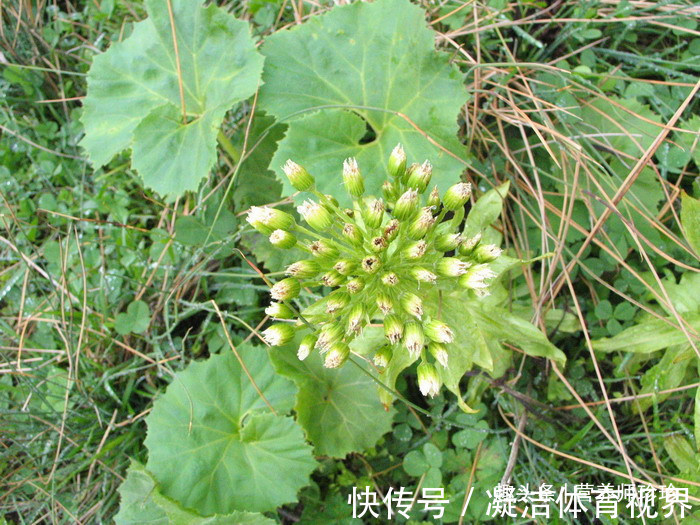 老山芹|一种野菜，大家都喜欢吃，若家乡有，别忘了采摘，用来做菜是一绝