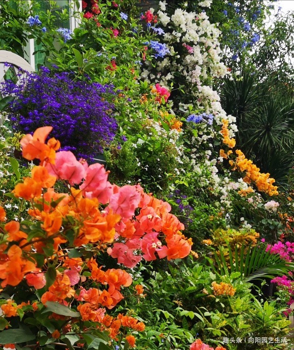 三角梅正育芽，赶紧追加“有机肥”，做好“2步”，强势爆开花