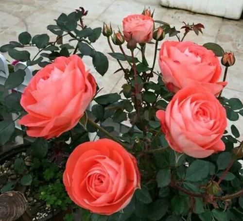  开花|5种勤花月季，开花一茬接一茬，花量大还抗病，值得拥有