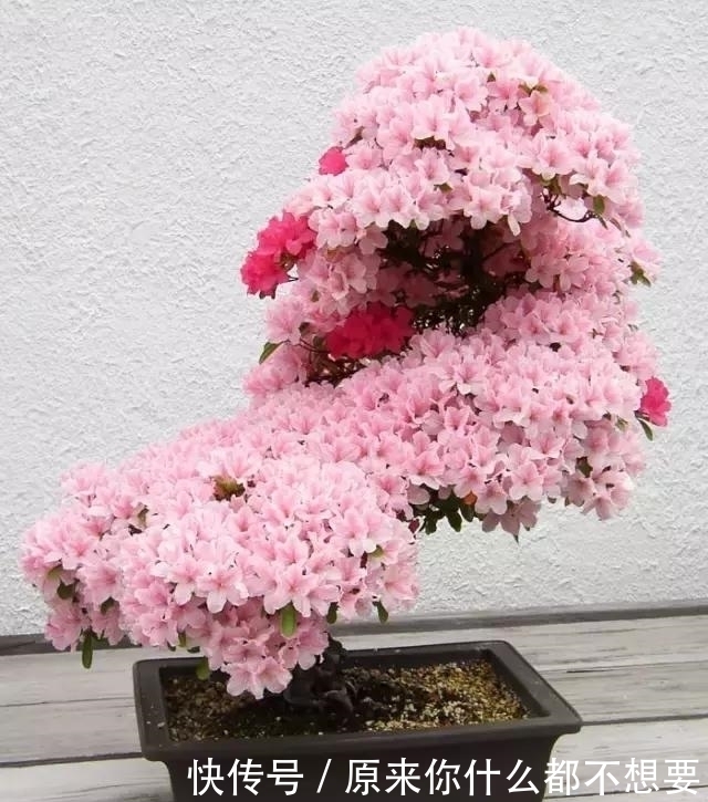 世界上又一奢侈品《盆栽》一盆就是一座房子!