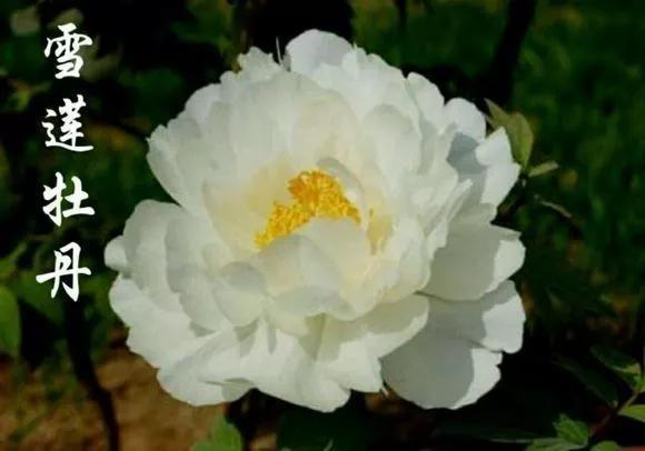 喜欢牡丹花，却一不小心买到芍药！附牡丹花品种图鉴大全