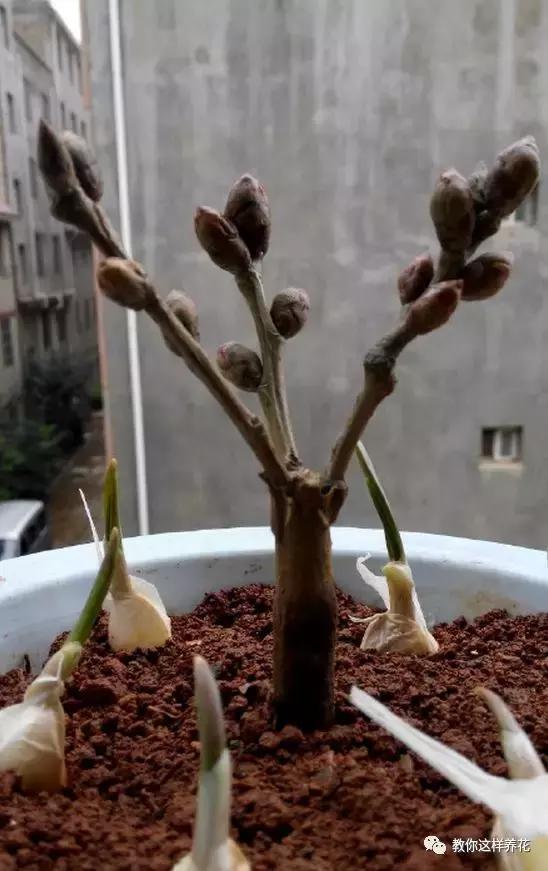 逛街碰到2种花,再喜欢也别买,买了就上当,根本活不了!