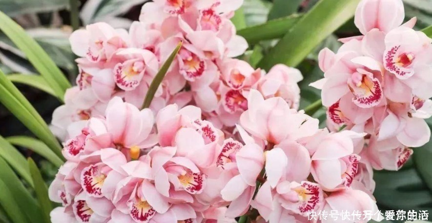 兰花|这三种兰花真该养,花朵造型清雅漂亮,还很容易开满盆!