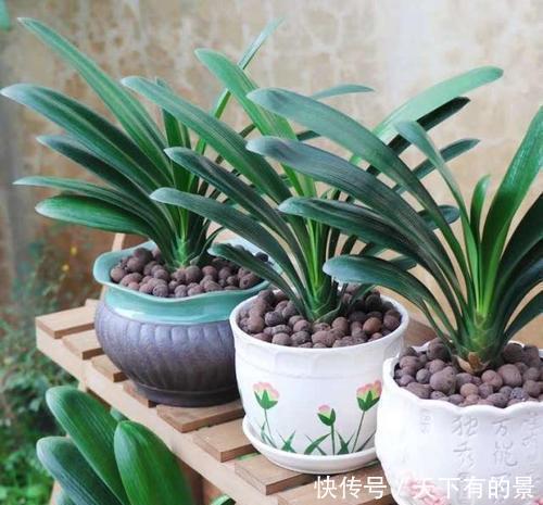 养出|张大爷养花,用“2种水”轮流浇,没想到,1年养出漂亮“小花园”