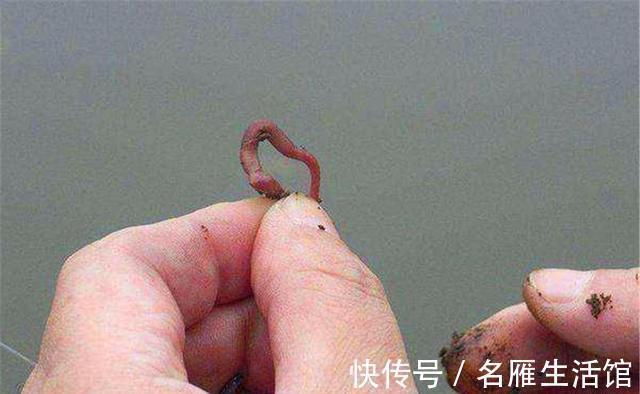 野钓必杀技巧：如何让鱼更快发现饵料，提升咬钩速度？