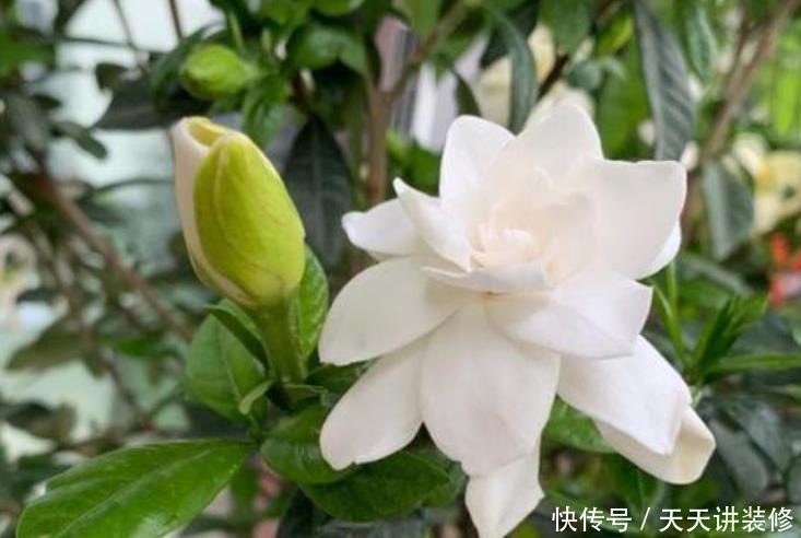 3种花,最适合养卧室,释放氧气助睡眠,一觉睡到天亮