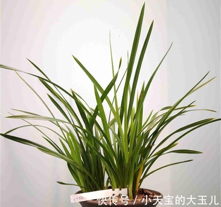 5个兰花浇水小技巧,防根腐,催根壮,简单实用,一学就会