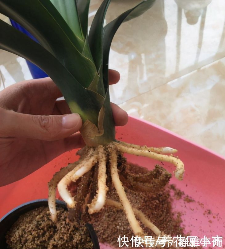 河沙|君子兰如果在夏季烂根，不用怕，用这方法还能长新根