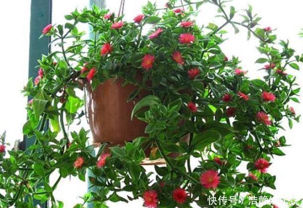 鸡蛋|鸡蛋全身是宝将它们分开用作养花,可让盆栽枝繁叶茂、多开花