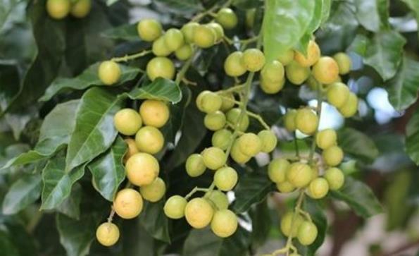 花瓣|农村一种野果,人称“山黄皮”,市场上卖几十元一斤