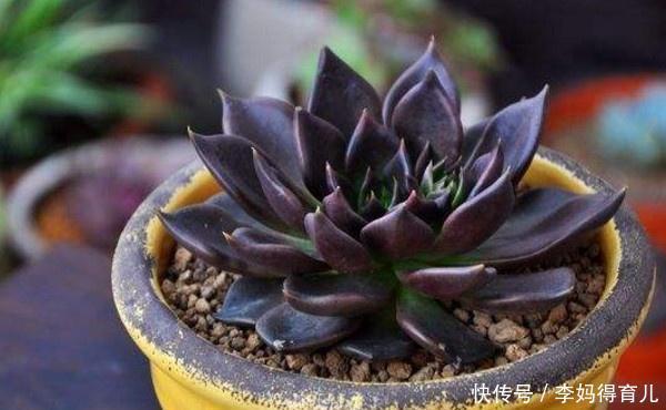 绿王子|黑王子养成了“绿王子”?那是你光照给少了!这样养植株更漂亮!