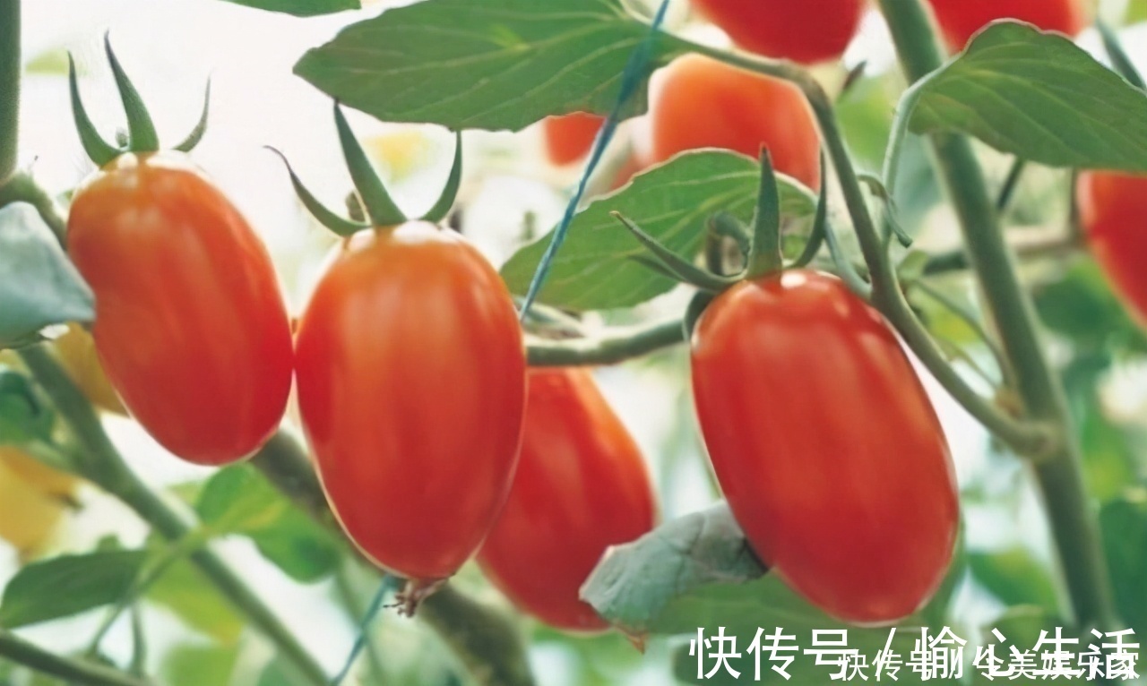 衰老|每天晚上坚持吃三种食物,营养丰富,延缓衰老,有益健康