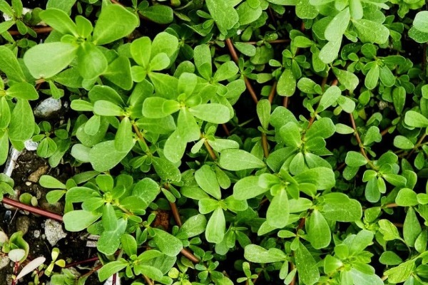 马齿苋|老人眼中的“长寿菜”，保护心脏抗衰老，常吃好处不请自来！