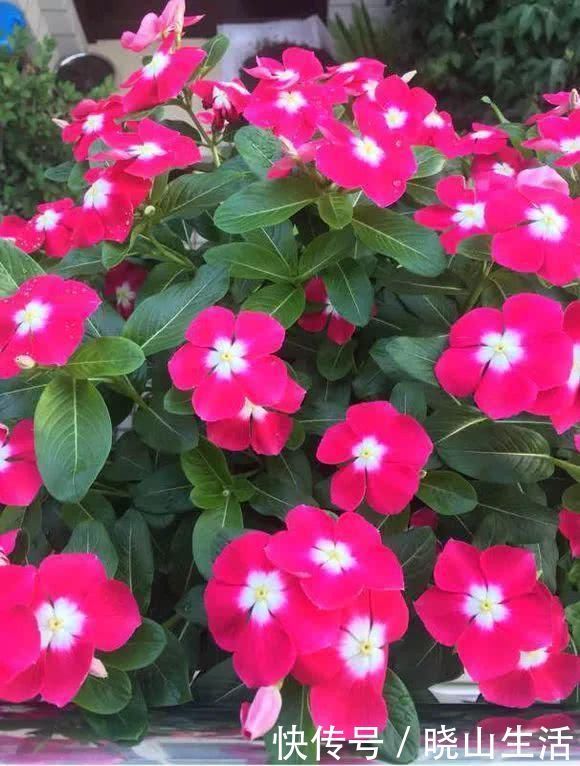 繁殖|5种花现在插土里,下个月就开花,再热也不怕,别错过了