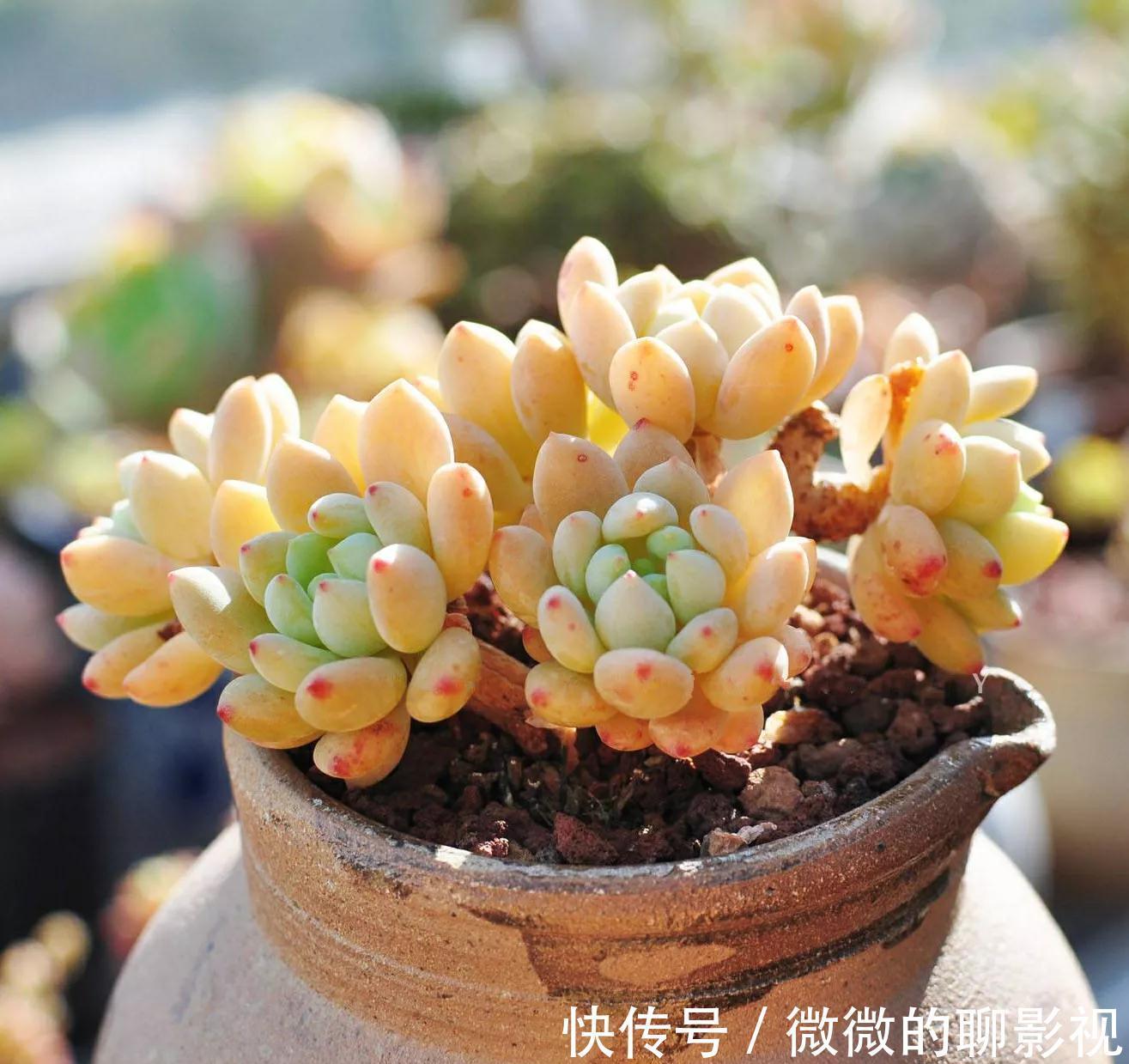 多肉中的高端货，甜美又可爱，浑身散发糖果香，你喜欢吗