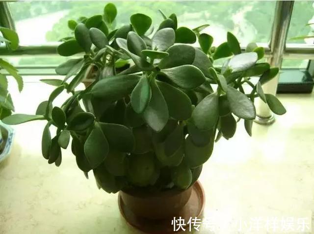 四季|教大家玉树怎么养以及四季的管理方法！