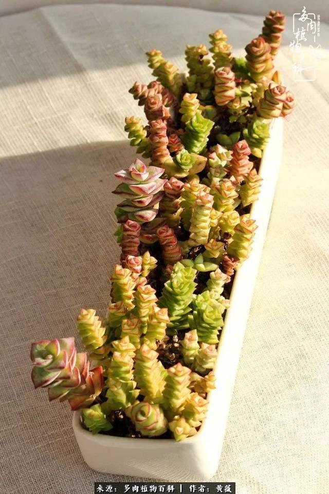 养了三年多肉，终于明白佛系养肉才是王道！