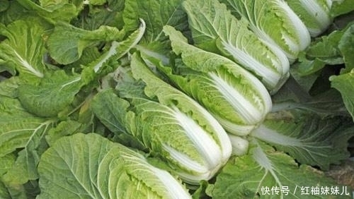 挑选|挑选大白菜,挑深绿叶还是浅绿叶?小贩:教你4点,买到好白菜!