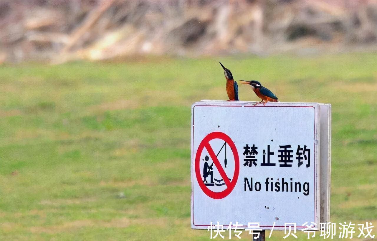 鲫鱼小于10厘米,渔获超过10条就必须放流,野钓应该怎么办