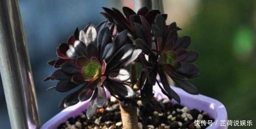 黑法师到底好不好养怎么去养,如何才能乌黑光亮