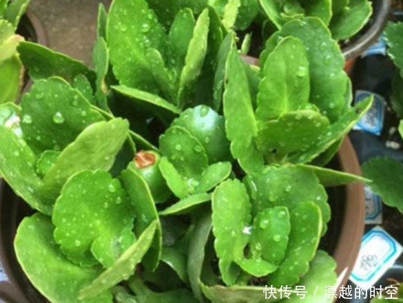 春天养“3种花”,叶子扔盆里,10天生根、发芽,养好能开花