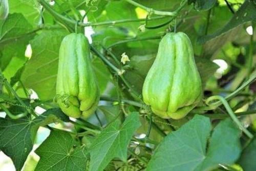佛手瓜|夏天此瓜要多吃，钙质是牛奶3倍，维C是黄瓜2倍，才3块钱一斤