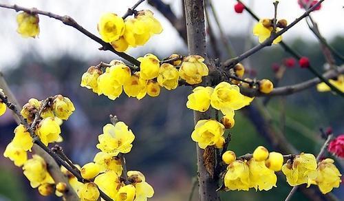 5种耐寒花,颜值高好养护,家里养一盆,过冬无压力!