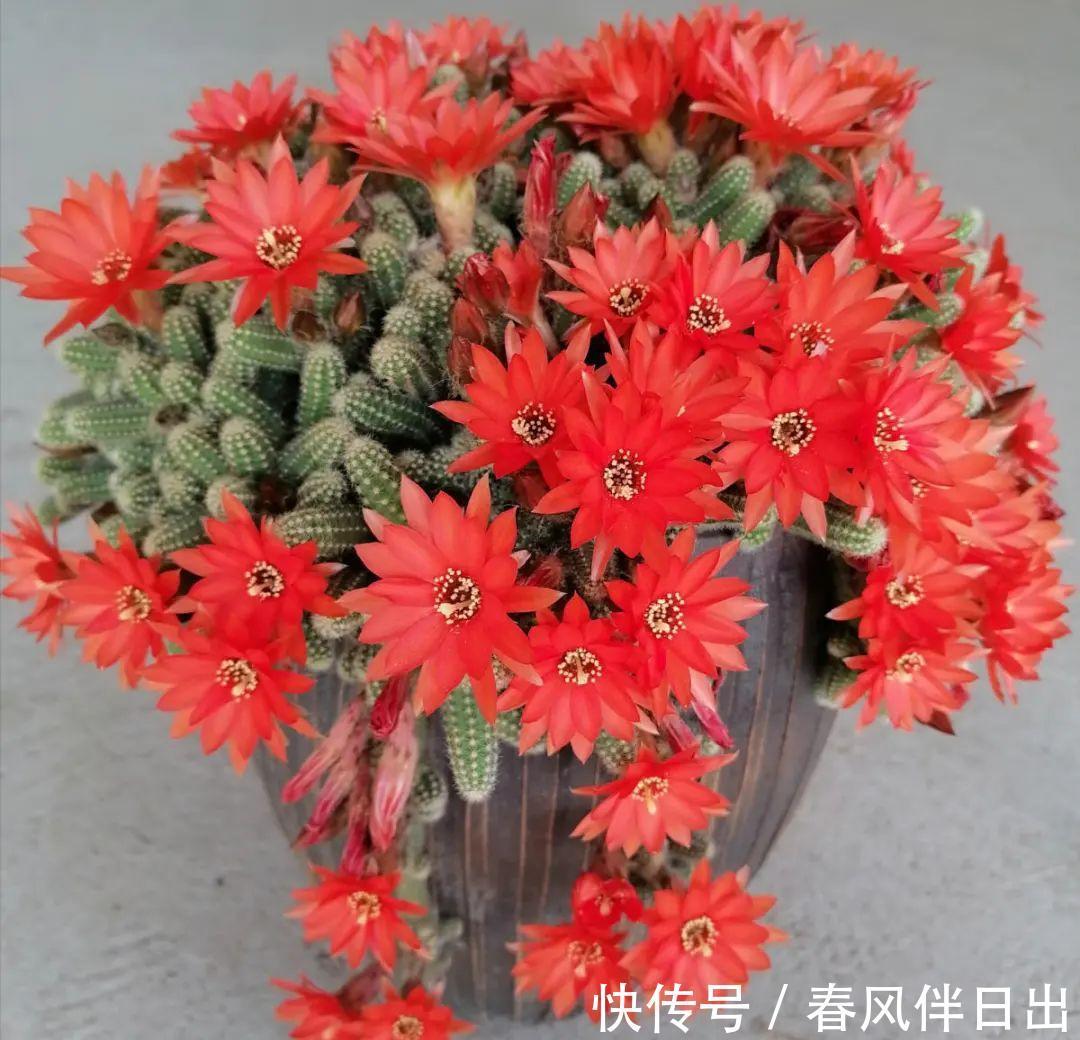 白檀|养到烦人的花，盆都不够用，扔掉还很心疼