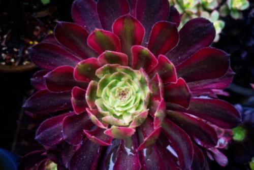 多肉红覆轮锦是最容易变异的法师，这些法师品种都跟它有莫大的关系